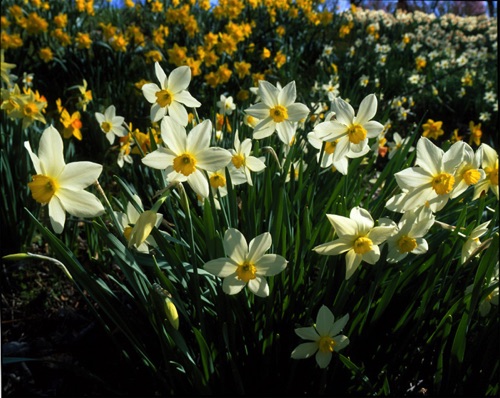 Daffodils, Reeves-Reed Arboretum, Union County, NJ April 01 (MF).jpg